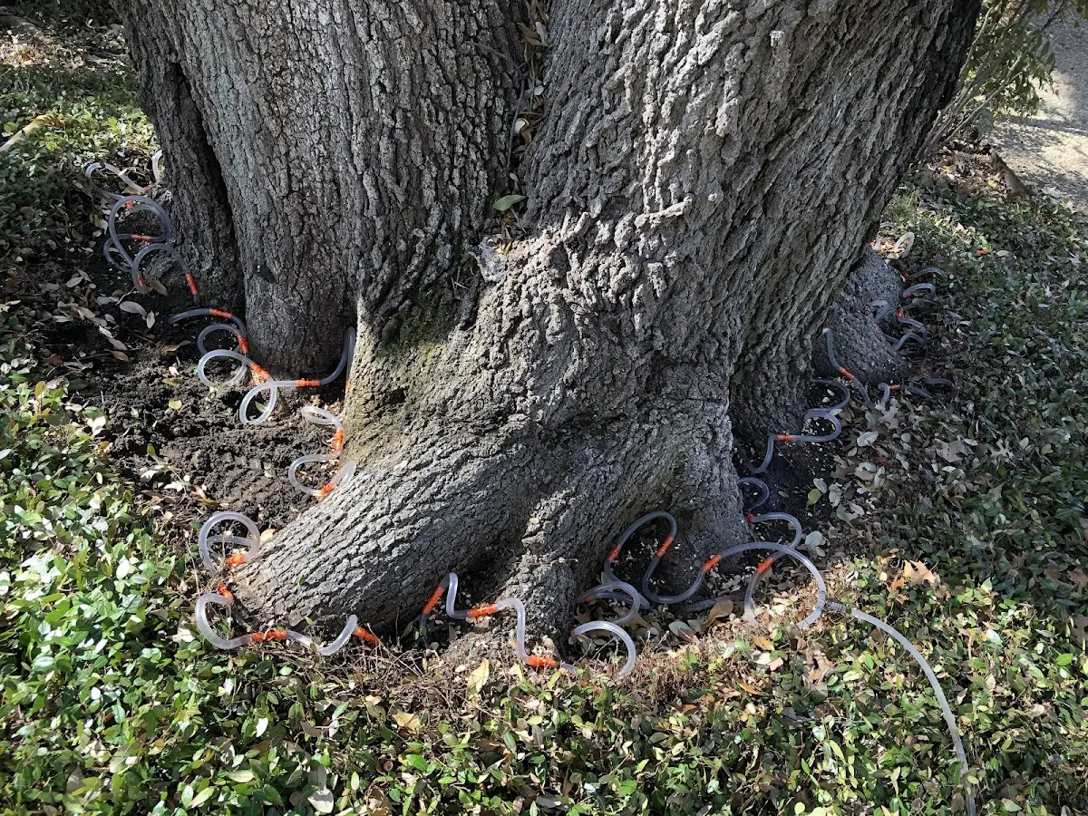 Detailed Tree Cabling and Bracing job site in Rison
