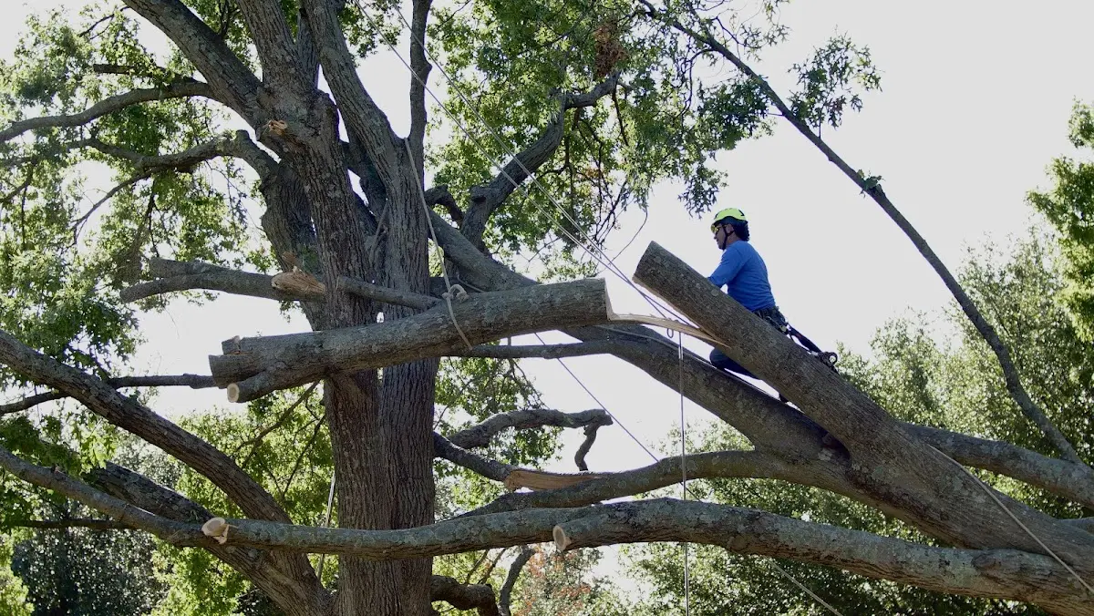 Professional Hazardous Tree Removal performed by certified arborists in Rison